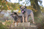 Border Terrier