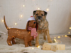 Border Terrier in christmas decoration