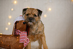 Border Terrier in christmas decoration