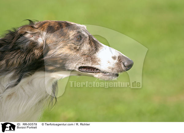 Barsoi / Borzoi Portrait / RR-00578