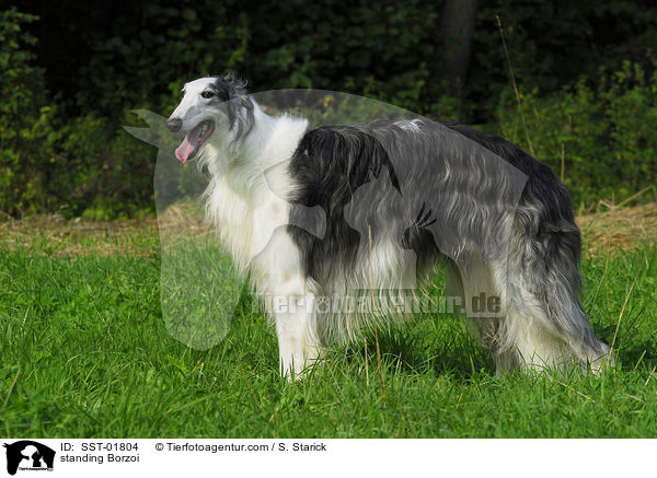 stehender Barsoi / standing Borzoi / SST-01804