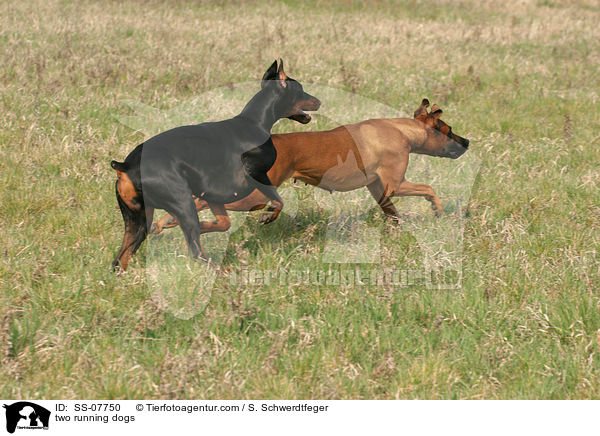 zwei Hunde / two dogs / SS-07750