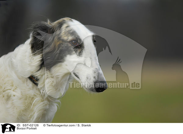 Barsoi Portrait / Borzoi Portrait / SST-02126