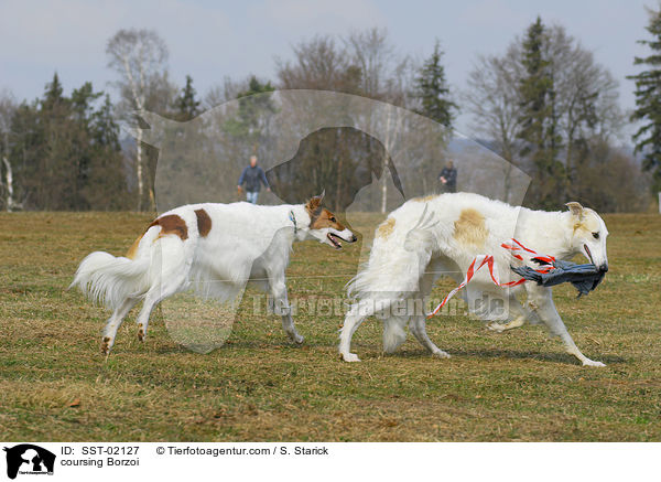 Barsoi beim Coursing / coursing Borzoi / SST-02127