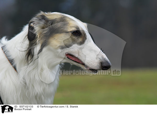 Barsoi Portrait / Borzoi Portrait / SST-02133