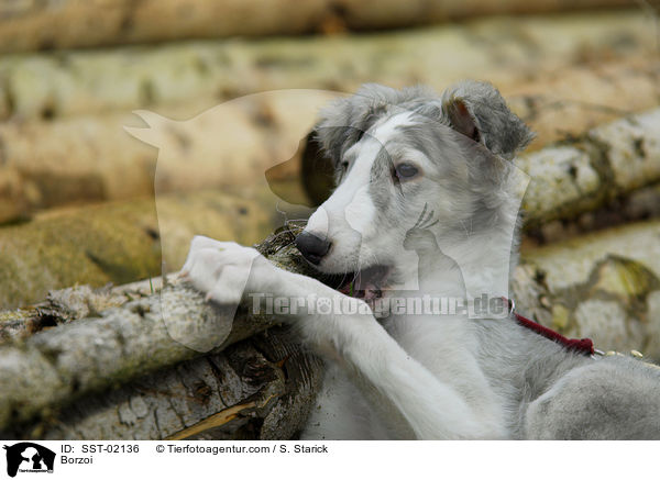 Barsoi / Borzoi / SST-02136