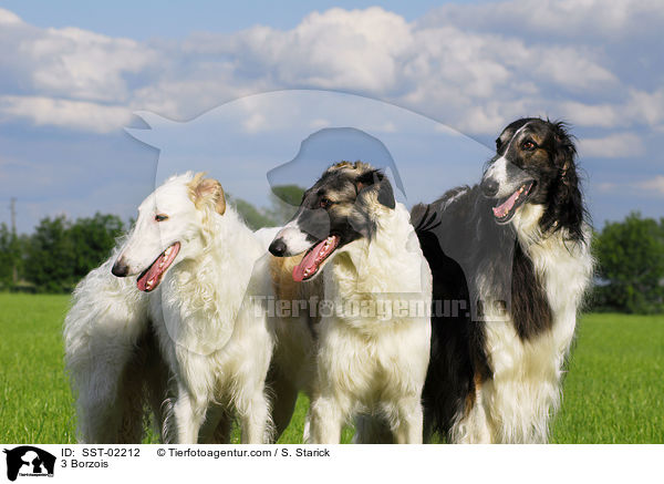 3 Barsois / 3 Borzois / SST-02212