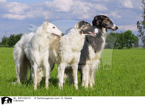 3 Barsois / 3 Borzois / SST-02213