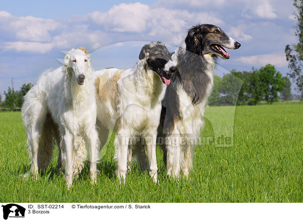 3 Barsois / 3 Borzois / SST-02214