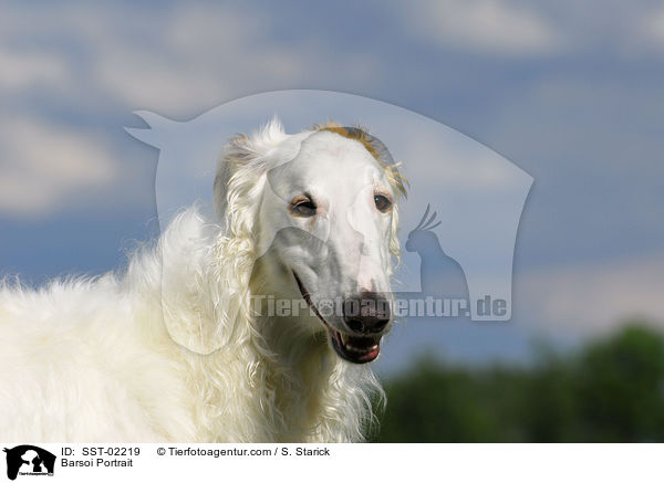 Barsoi Portrait / Barsoi Portrait / SST-02219