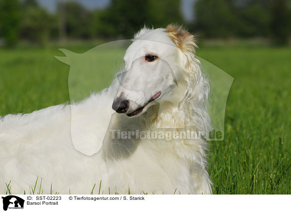 Barsoi Portrait / Barsoi Portrait / SST-02223