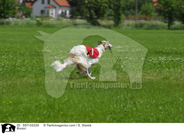 Barsoi / Borzoi / SST-02228
