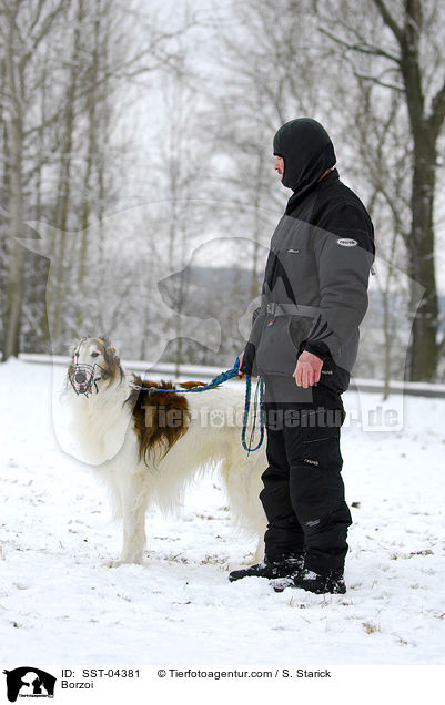 Barsoi / Borzoi / SST-04381