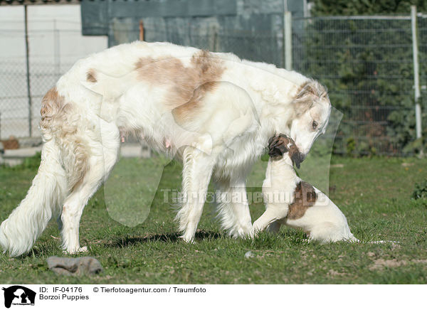 Barsoi Welpen / Borzoi Puppies / IF-04176