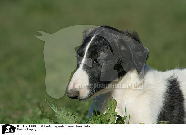 Barsoi Welpe / Borzoi Puppy / IF-04180