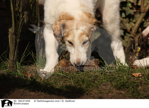 Barsoi Welpe / Borzoi puppy / DG-01450