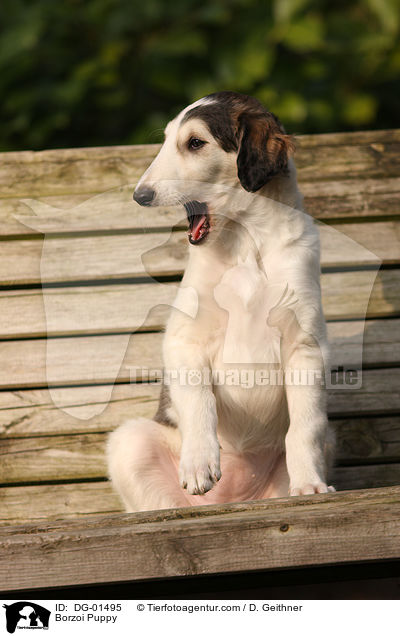 Barsoi Welpe / Borzoi Puppy / DG-01495
