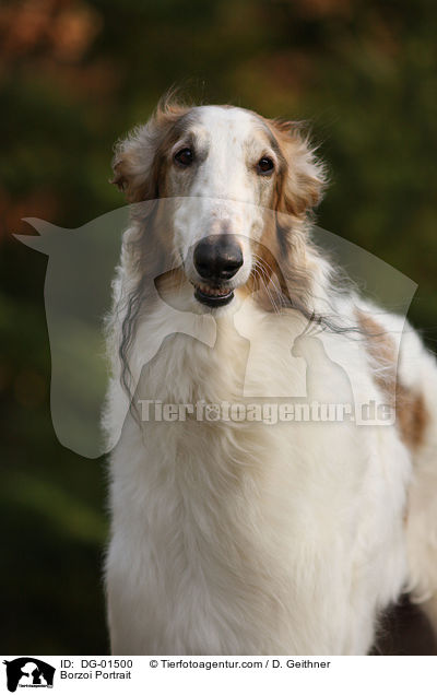 Barsoi Portrait / Borzoi Portrait / DG-01500