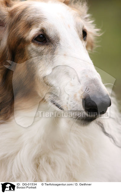 Barsoi Portrait / Borzoi Portrait / DG-01534