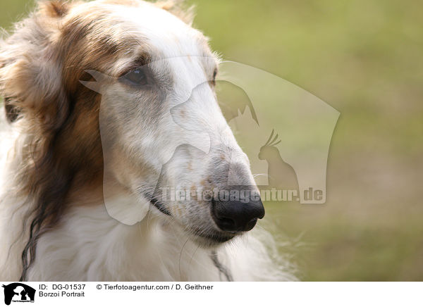 Barsoi Portrait / Borzoi Portrait / DG-01537