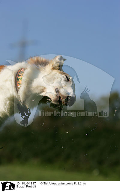 Barsoi Portrait / Borzoi Portrait / KL-01837
