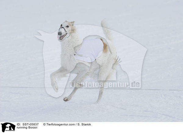 rennender Barsoi / running Borzoi / SST-05837
