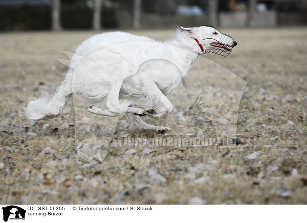 rennender Barsoi / running Borzoi / SST-06355