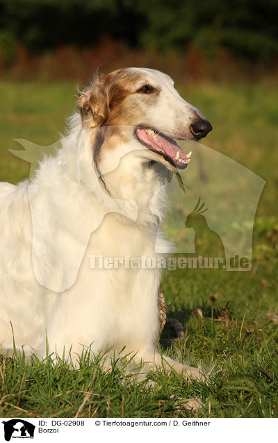 Barsoi / Borzoi / DG-02908