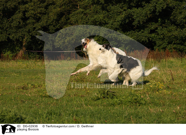 spielende Barsois / playing Borzois / DG-02936