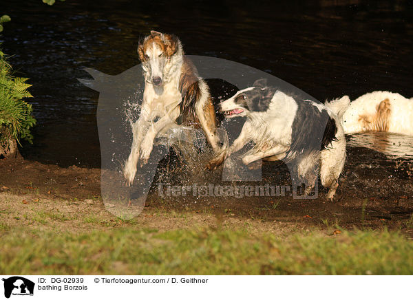 badende Barsois / bathing Borzois / DG-02939