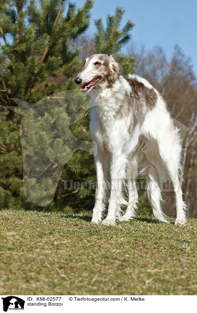 stehender Barsoi / standing Borzoi / KMI-02577