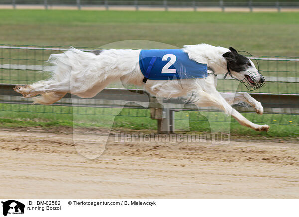 rennender Barsoi / running Borzoi / BM-02582