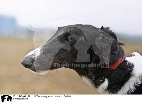 Barsoi Portrait / borzoi portrait / HBO-02199