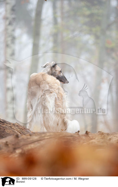 Barsoi / Borzoi / MW-09128
