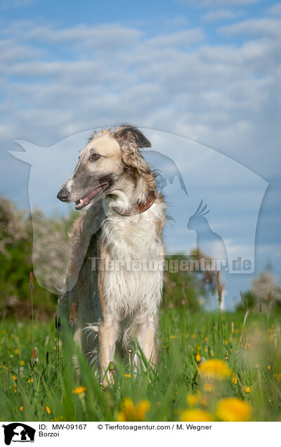 Barsoi / Borzoi / MW-09167