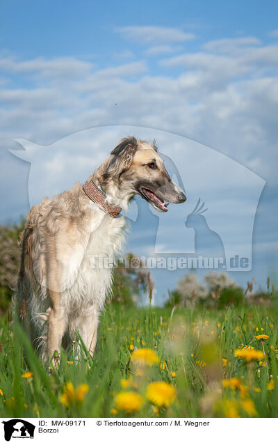 Barsoi / Borzoi / MW-09171