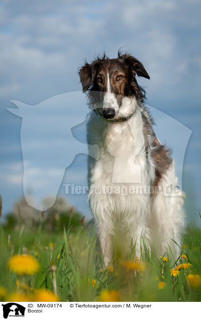 Barsoi / Borzoi / MW-09174