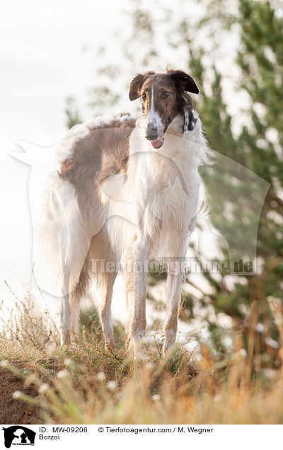 Barsoi / Borzoi / MW-09206
