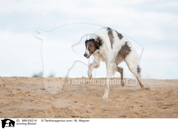 rennender Barsoi / running Borzoi / MW-09214