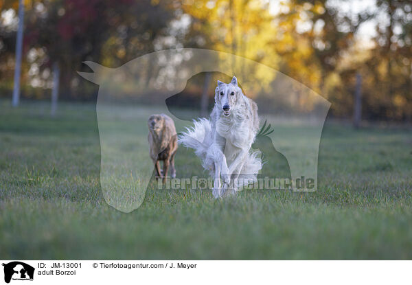 erwachsener Barsoi / adult Borzoi / JM-13001