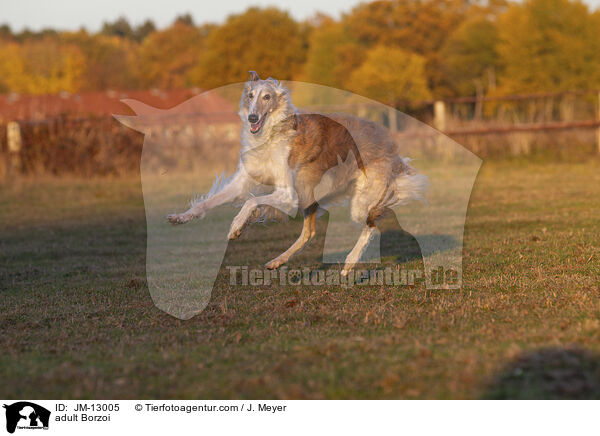 erwachsener Barsoi / adult Borzoi / JM-13005