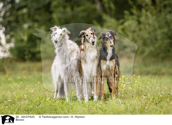 Barsoi / Borzoi / AH-07620