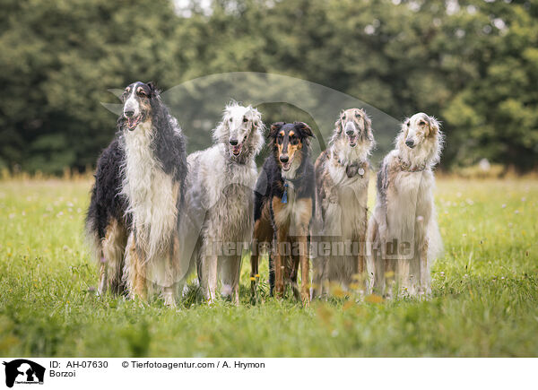 Barsoi / Borzoi / AH-07630