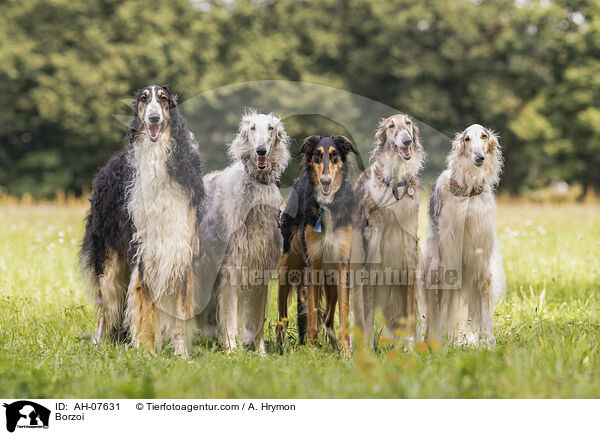 Barsoi / Borzoi / AH-07631