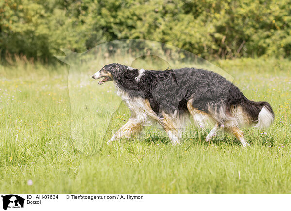 Barsoi / Borzoi / AH-07634