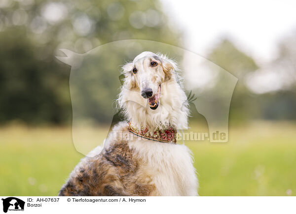Barsoi / Borzoi / AH-07637
