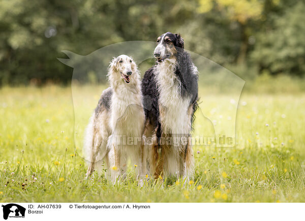 Barsoi / Borzoi / AH-07639