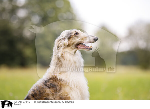 Borzoi / AH-07642