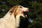 Borzoi Portrait