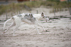 running Borzoi